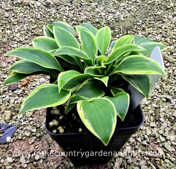 Hosta 'Poco Pete'