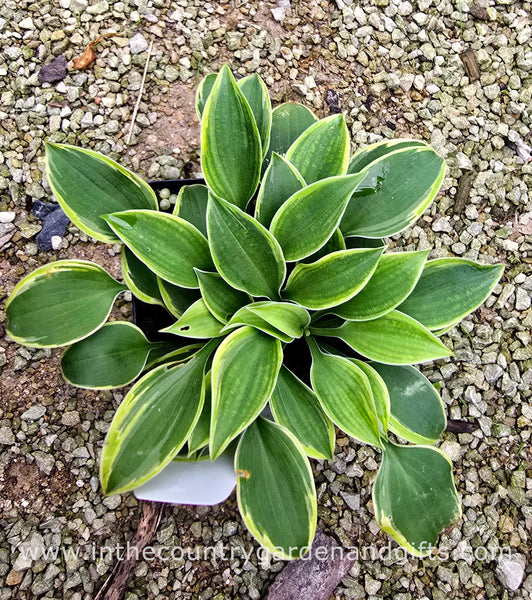 Hosta 'Poco Pete'