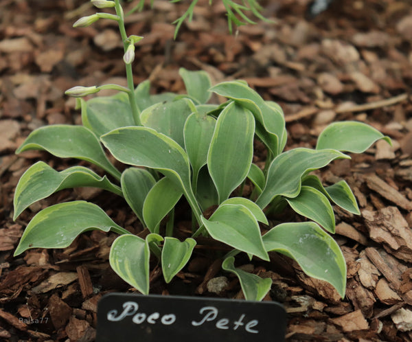 Hosta 'Poco Pete'