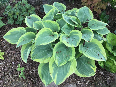 Hosta 'Pursuit of Happiness'