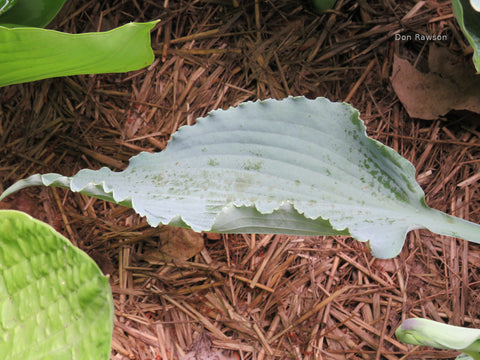 Hosta 'Razorback' leaf