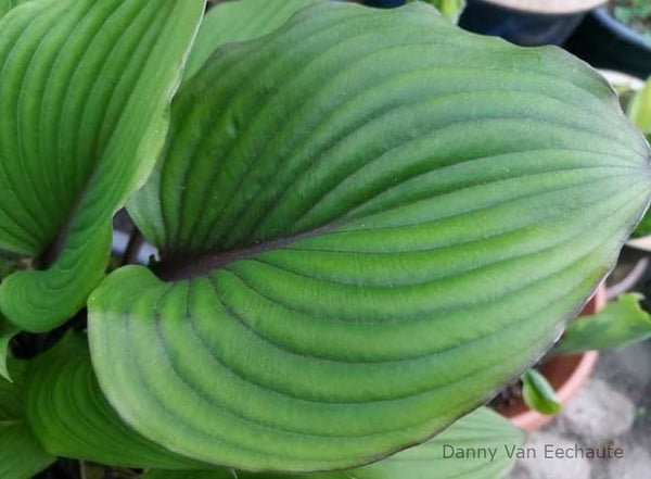Hosta 'Red Racer' leaf