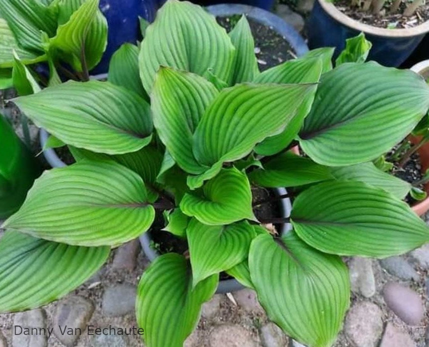 Hosta 'Red Racer'