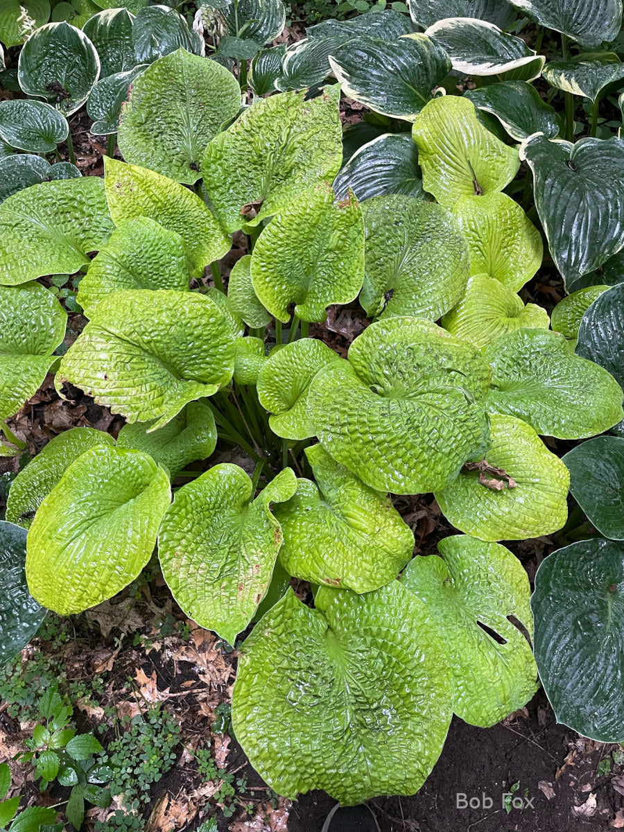 Hosta 'River Valley Gold'