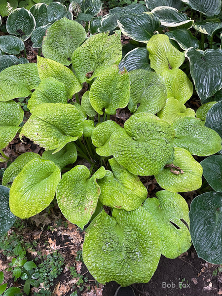 Hosta 'River Valley Gold'