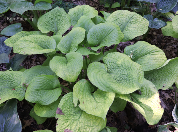 Hosta 'River Valley Gold'