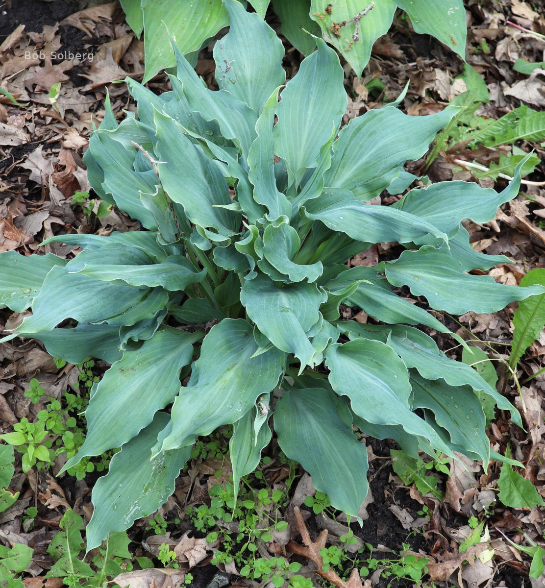 Hosta 'Rough and Tumble'