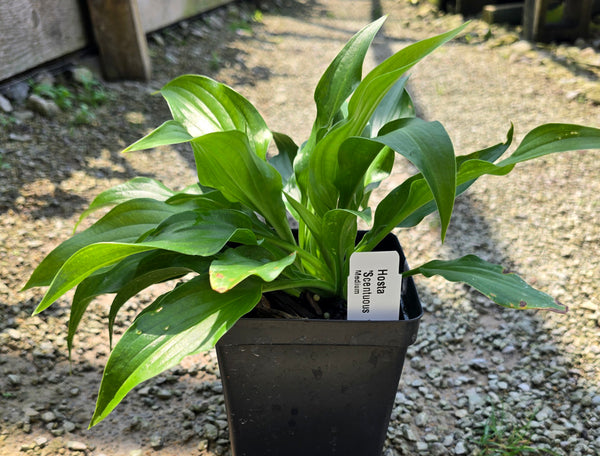 Hosta 'Scentuous'