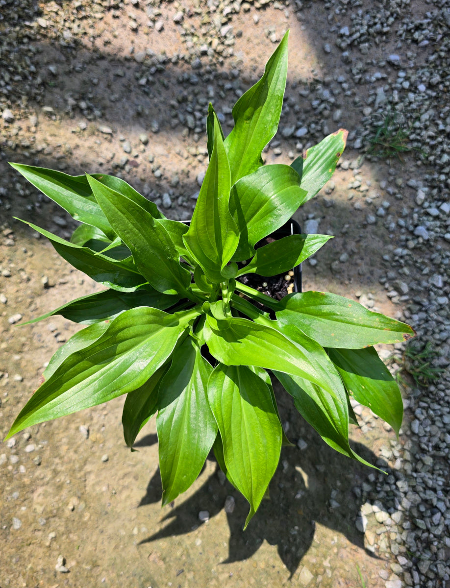 Hosta 'Scentuous'
