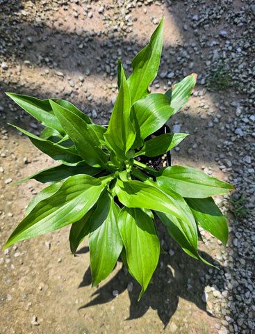Hosta 'Scentuous'