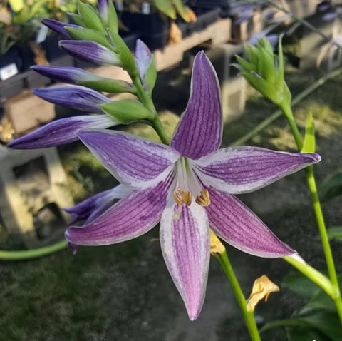 Hosta 'Scentuous' flower
