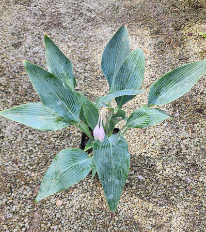 Hosta 'Scheherazade'