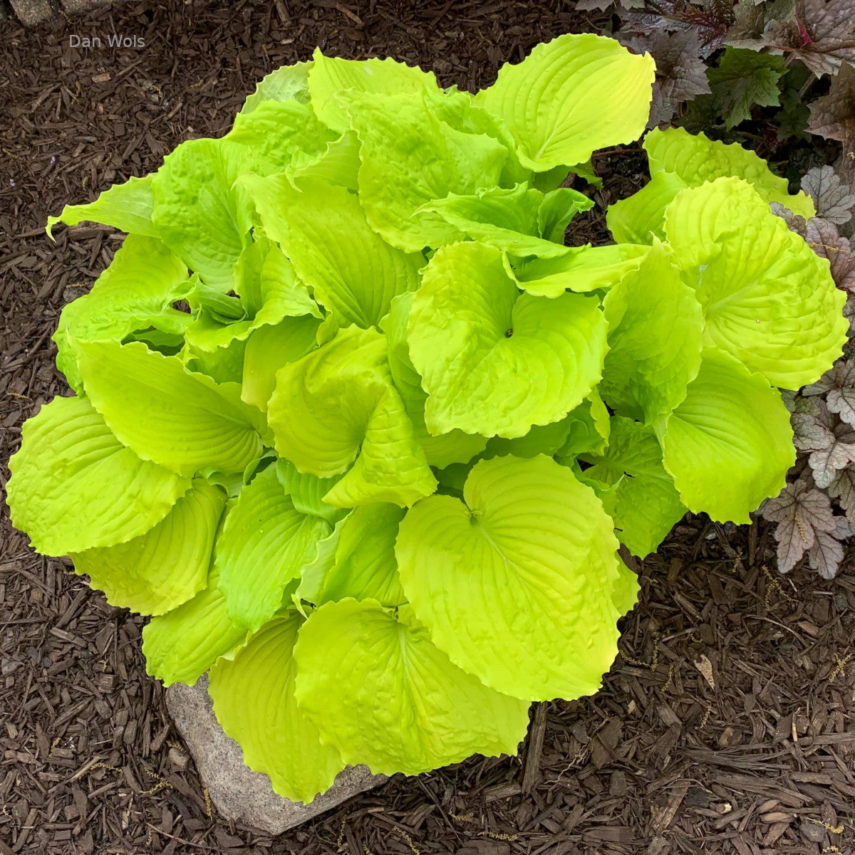 Hosta 'Seven Year Itch'