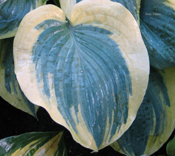 Hosta 'Shimmer' leaf