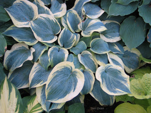 Hosta 'Shimmer'