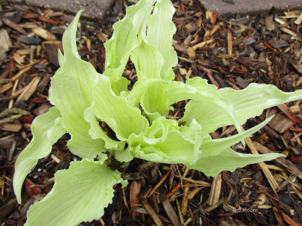 Hosta 'Shocking Mandy' early spring