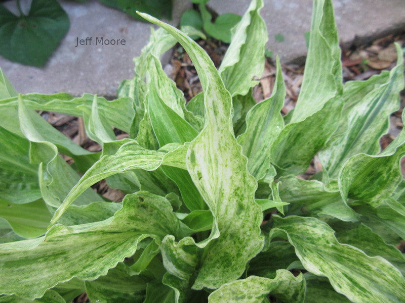 Hosta 'Shocking Mandy'