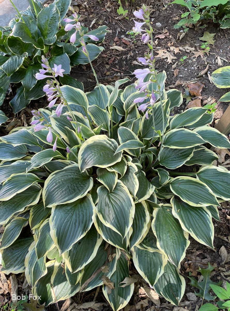Hosta 'Sidekick'