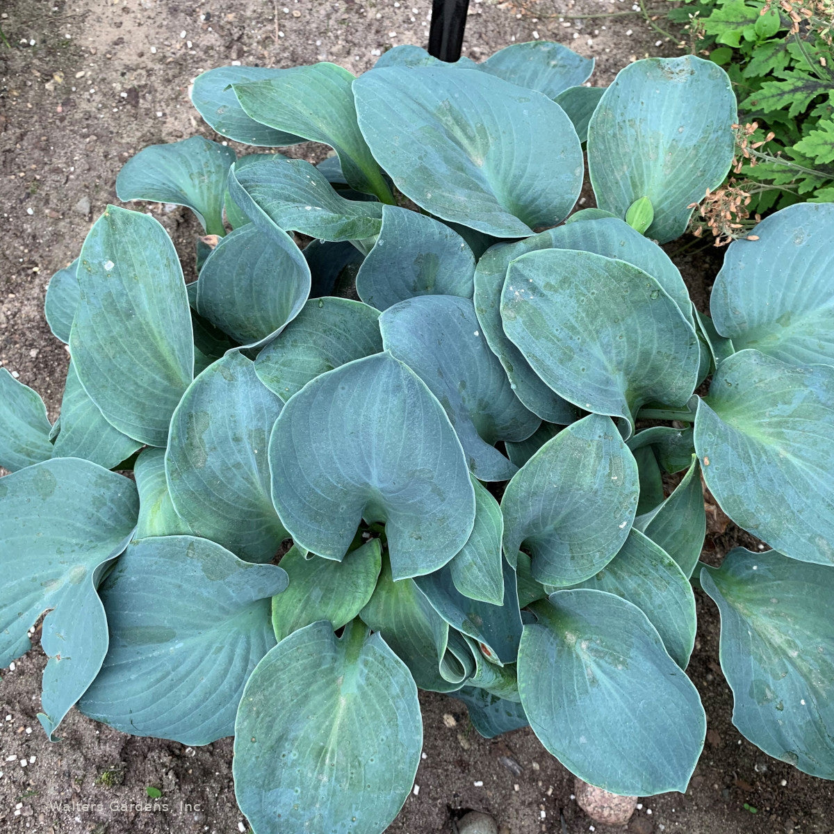 Hosta 'Silver Bullet'