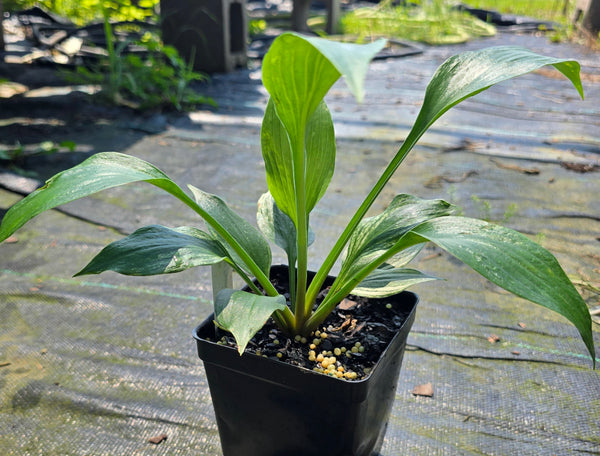 Hosta 'Silver Feather'