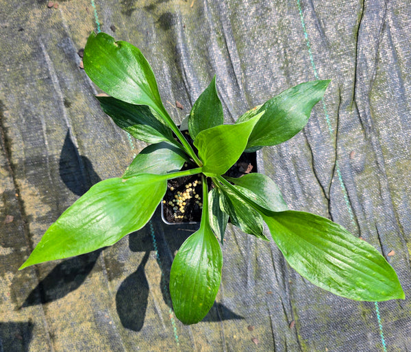 Hosta 'Silver Feather'