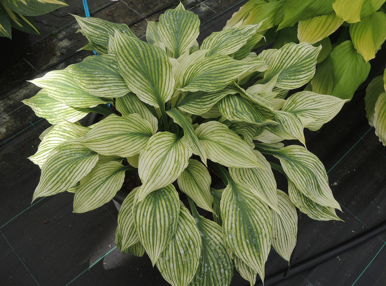 Hosta 'Silver Feather' mature plant