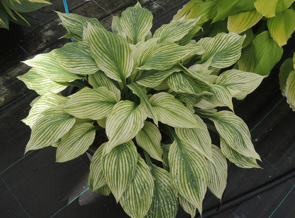 Hosta 'Silver Feather' mature plant