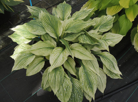 Hosta 'Silver Feather' mature plant