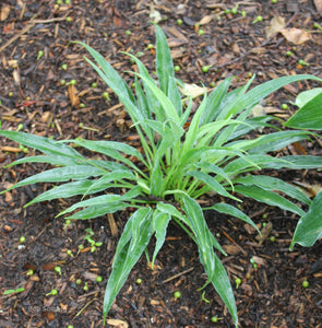 Hosta 'Silver Twist'