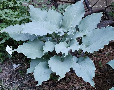 Hosta 'Skywriter'