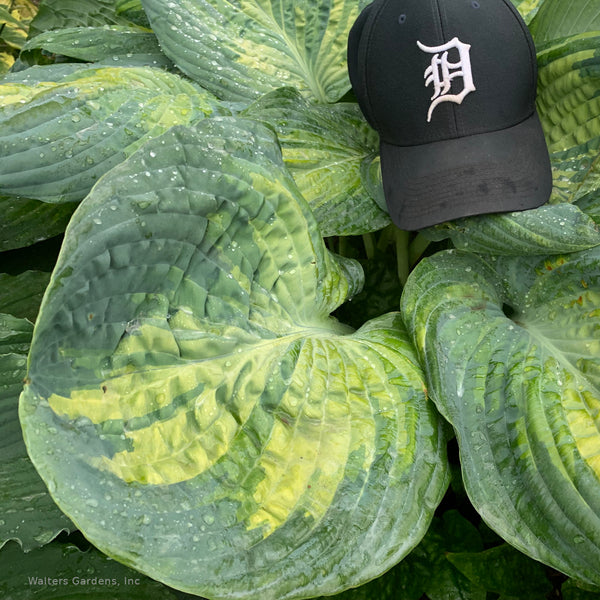 Hosta 'Sound of Music' leaf