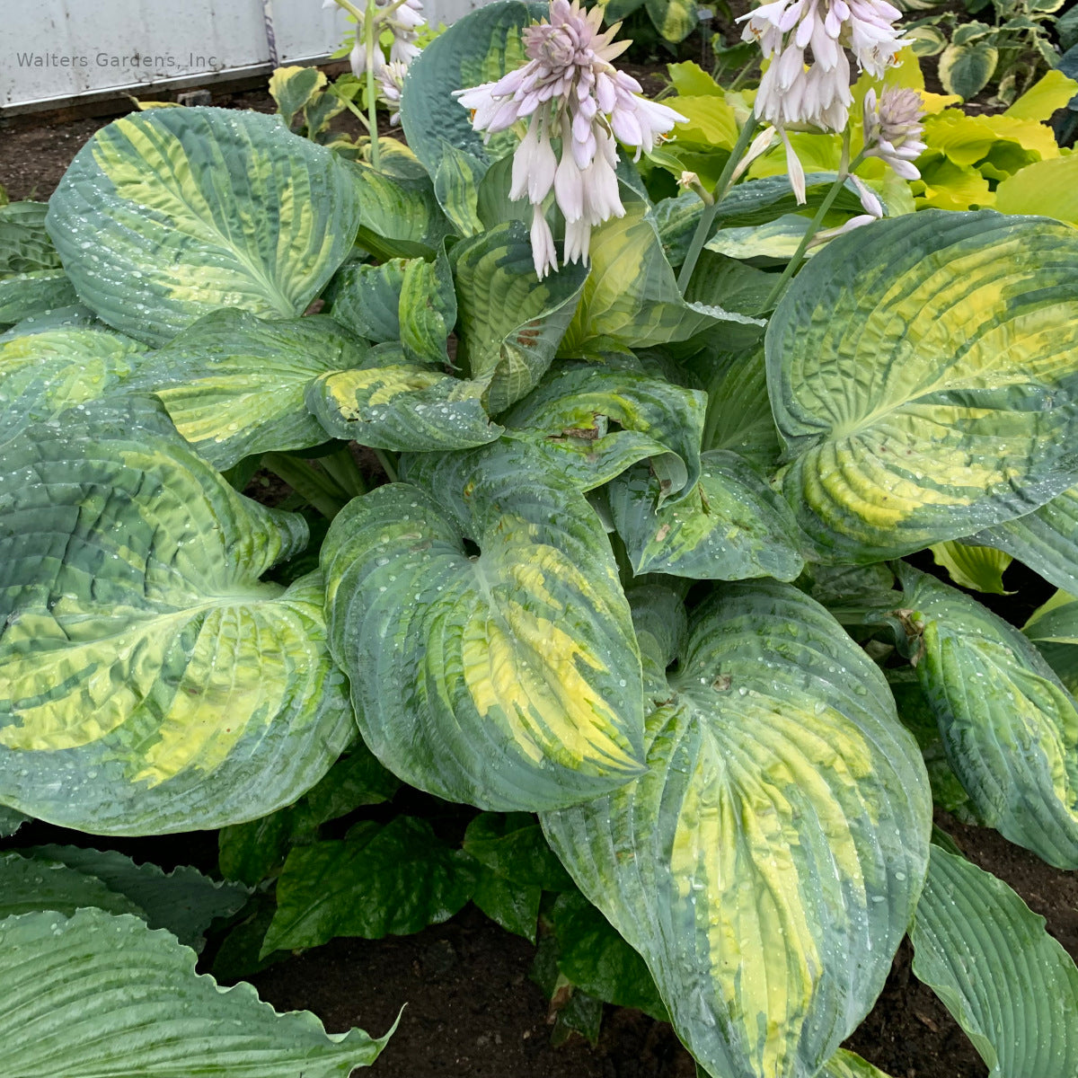 Hosta 'Sound of Music'