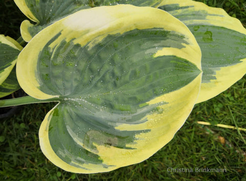 Hosta 'Souvenir To Friends'
