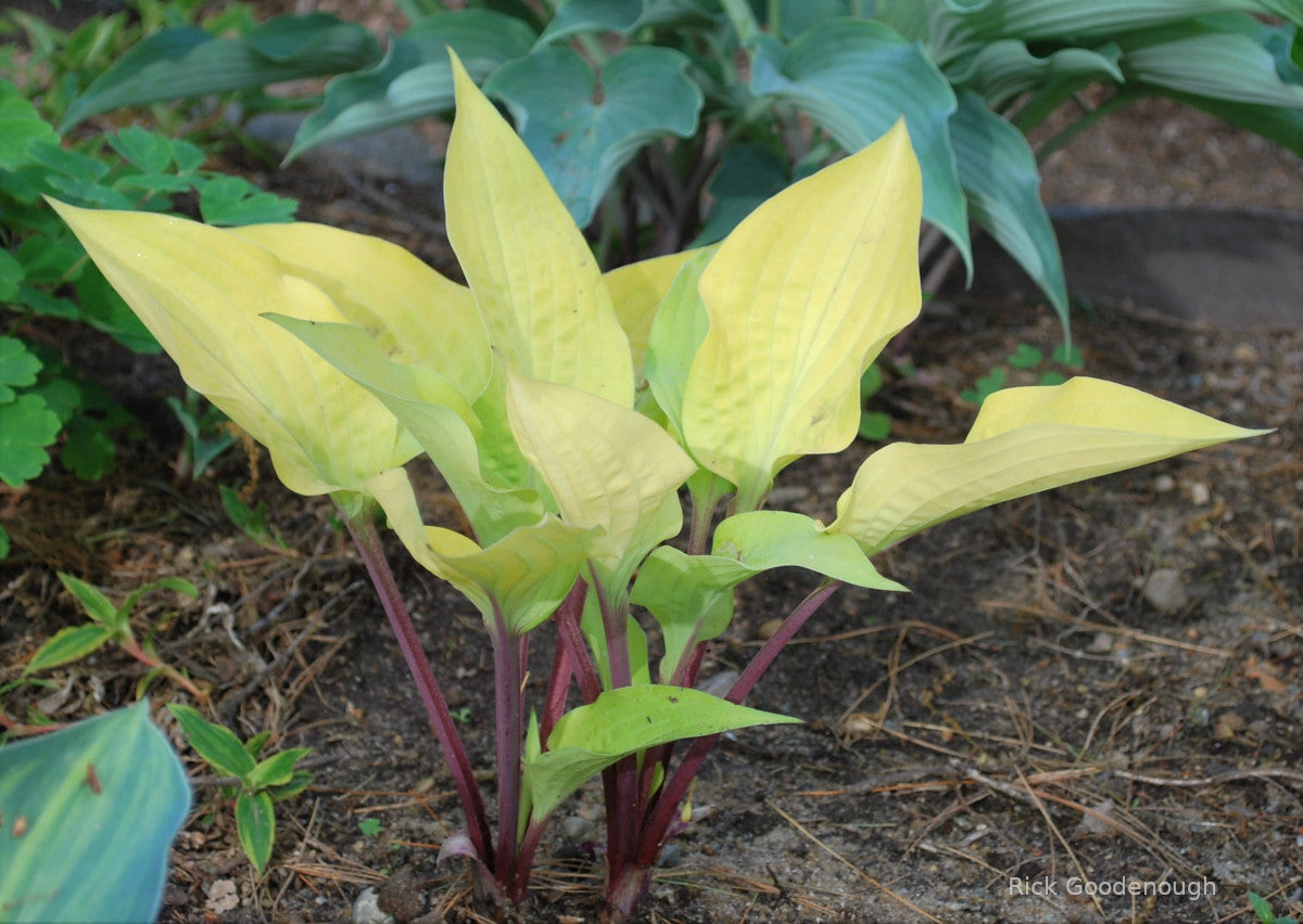 Hosta 'Sri Lankan Spice'