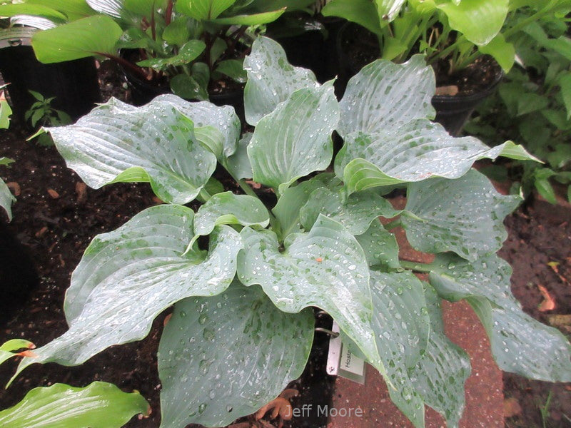 Hosta 'Steal the Spotlight'