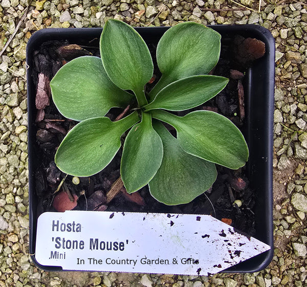 A potted mini Hosta 'Stone Mouse' plant in a black nursery tray with a white plant tag, placed on gravel. The tag reads 'Hosta 'Stone Mouse' Mini In The Country Garden & Gift'.