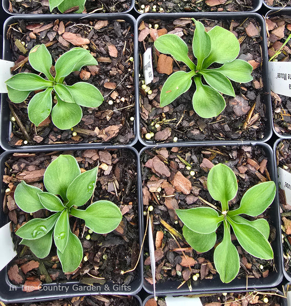 Hosta 'Stone Mouse'