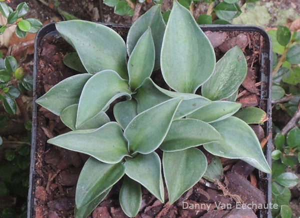 Hosta 'Stone Mouse'