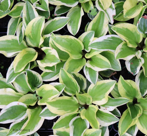 Hosta 'Stranded on a Sandbar'