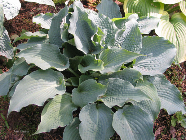 Hosta 'Stuck on Blue'