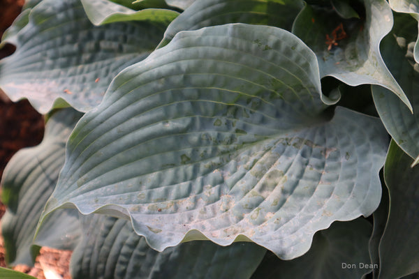 Hosta 'Stuck on Blue' leaf