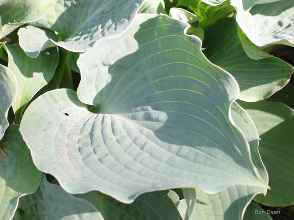 Hosta 'Stuck on Blue' leaf