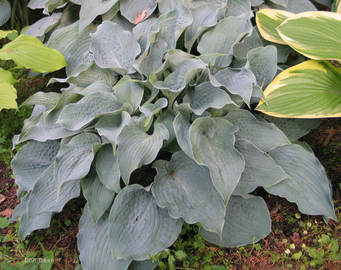 Hosta 'Stuck on Blue'