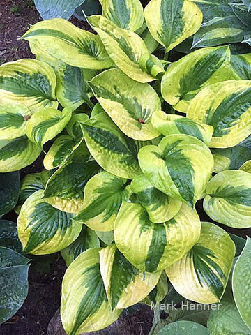 Hosta 'Summer Lovin'