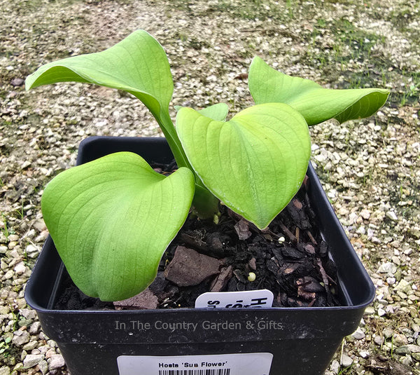 Hosta 'Sun Flower'