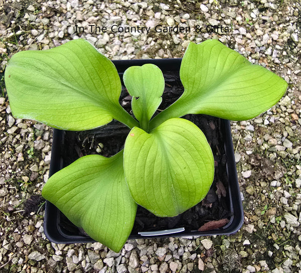 Hosta 'Sun Flower'
