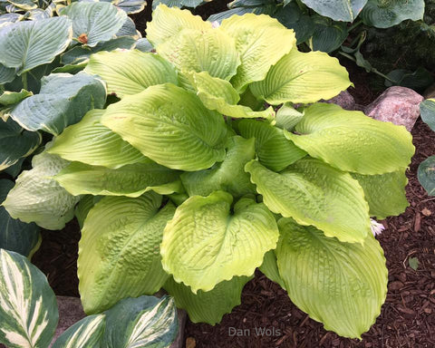 Hosta 'Sunflower Smiles'