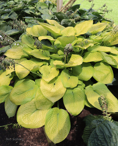 Hosta 'Sunshine Gal'
