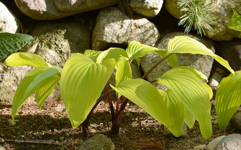 Hosta 'Suzanne Mahler'