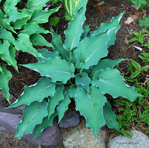 Hosta 'Sweet Caroline'